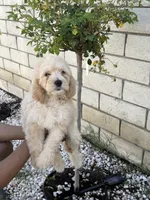 Female , a female Goldendoodle for sale in Los Angeles, CA – Photo 2 of 2