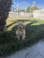 3rd female , a female Goldendoodle for sale in Los Angeles, CA – 2 of 3