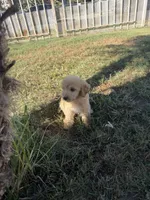 Female(2), a female Goldendoodle for sale in Los Angeles, CA – 2 of 3
