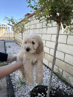 Female , a female Goldendoodle for sale in Los Angeles, CA – Photo 2 of 4