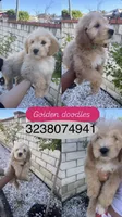 Female , a female Goldendoodle for sale in Los Angeles, CA – Photo 1 of 4