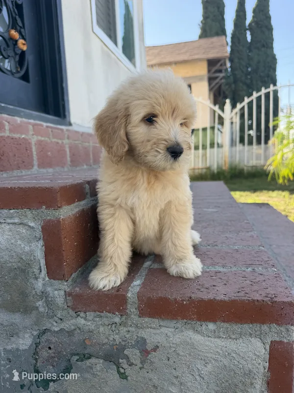 Female (1) – Goldendoodle puppy for sale in Los Angeles, CA