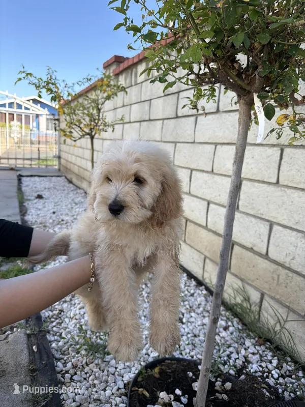 Green , a female Goldendoodle for sale in Los Angeles, CA – Photo 1 of 3