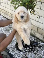 Green , a female Goldendoodle for sale in Los Angeles, CA – Photo 2 of 3