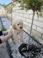 Green , a female Goldendoodle for sale in Los Angeles, CA – Photo 3 of 3