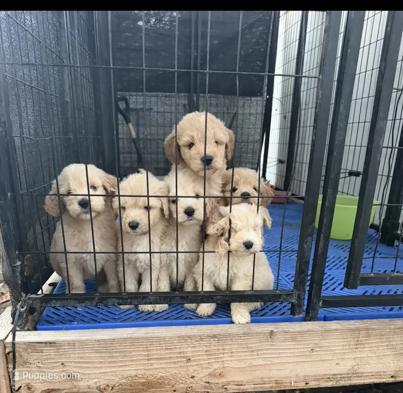 Females/ males  – Goldendoodle puppy for sale in Los Angeles, CA