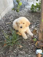 Male, a male Goldendoodle for sale in Los Angeles, CA – 4 of 5