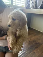 Female , a female Goldendoodle for sale in Los Angeles, CA – Photo 2 of 2