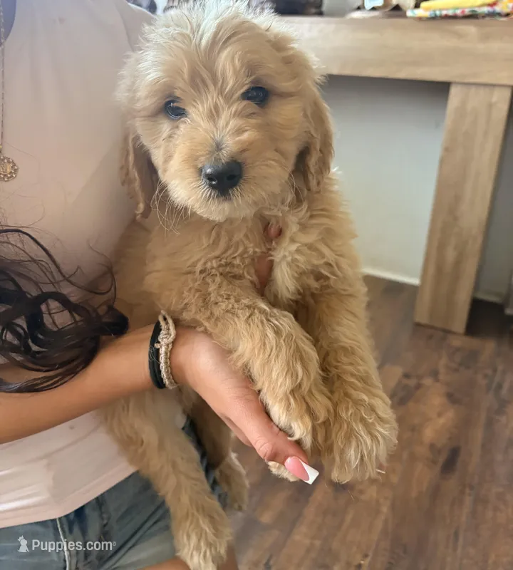 Female , a female Goldendoodle for sale in Los Angeles, CA – Photo 1 of 2
