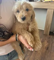 Female , a female Goldendoodle for sale in Los Angeles, CA – Photo 1 of 2