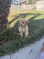 3rd female , a female Goldendoodle for sale in Los Angeles, CA – 3 of 3