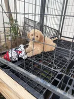 Male, a male Goldendoodle for sale in Los Angeles, CA – Photo 1 of 3