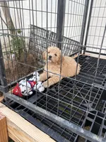 Male, a male Goldendoodle for sale in Los Angeles, CA – Photo 2 of 3