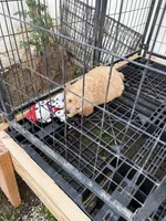 Male, a male Goldendoodle for sale in Los Angeles, CA – Photo 3 of 3