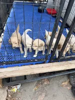 Females/ males , a male Goldendoodle for sale in Los Angeles, CA – 2 of 3