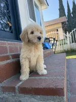 Female (1), a female Goldendoodle for sale in Los Angeles, CA – 2 of 3