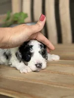 Atlas, a male Bernedoodle for sale in Runaway Bay, TX – 4 of 5