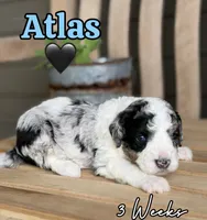 Atlas, a male Bernedoodle for sale in Runaway Bay, TX – 2 of 5