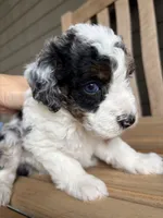 Atlas, a male Bernedoodle for sale in Runaway Bay, TX – 5 of 5