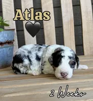 Atlas, a male Bernedoodle for sale in Runaway Bay, TX – 3 of 5