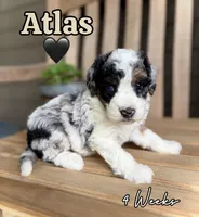 Atlas, a male Bernedoodle for sale in Runaway Bay, TX – 1 of 5
