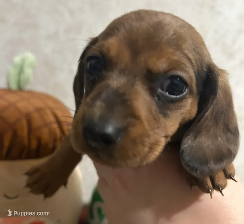 ON HOLD Shaded red dapple male