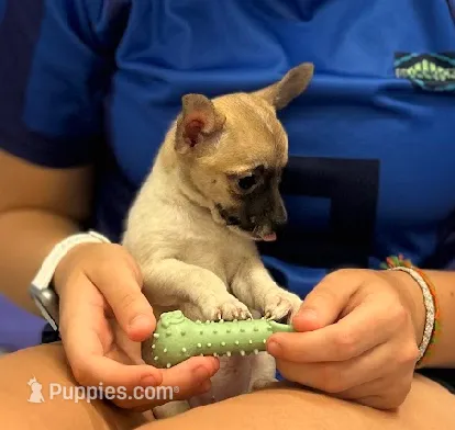 Chihuahua female  – Chihuahua puppy for sale in Carbondale, IL