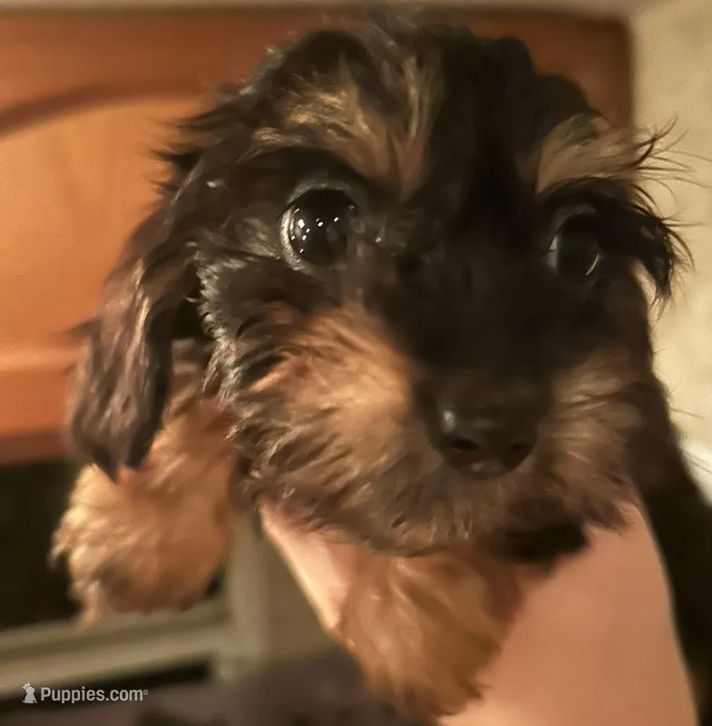 Chiweenie female  – Chihuahua, Miniature Dachshund puppy for sale in Carbondale, IL