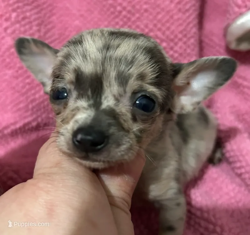 Foxy’s boy 2 blue Merle