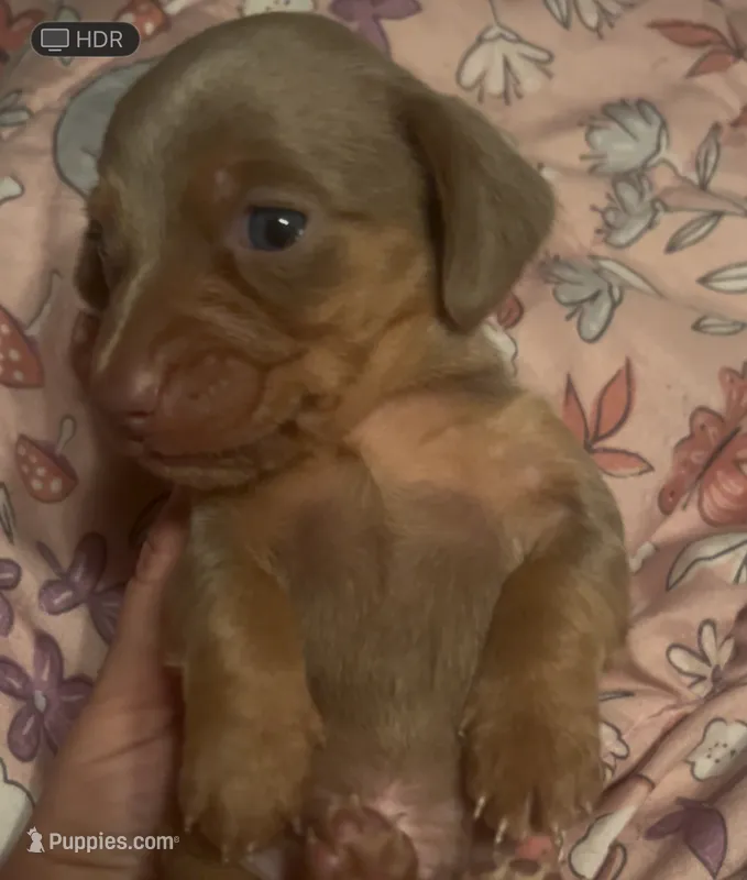 Isabella male  – Miniature Dachshund puppy for sale in Carbondale, IL