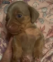 Isabella male , a male Miniature Dachshund for sale in Carbondale, IL – 1 of 3