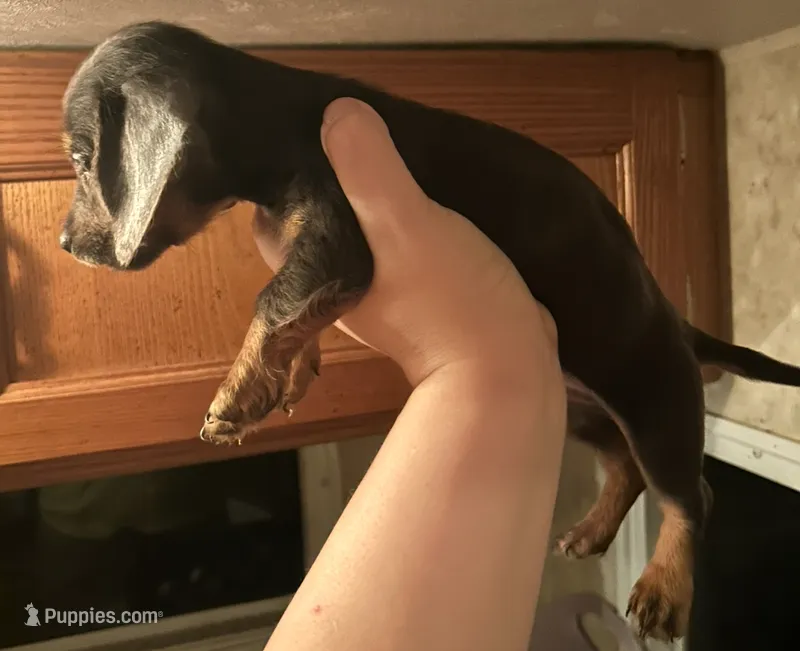 Blue chiweenie male  – Chihuahua, Miniature Dachshund puppy for sale in Carbondale, IL