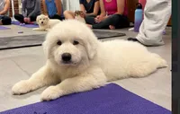 Great Pyrenees Female , a female Great Pyrenees for sale in Carbondale, IL – 3 of 4