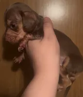 Chocolate male , a male Miniature Dachshund for sale in Carbondale, IL – 2 of 2