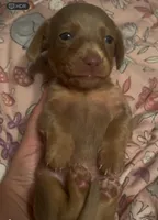 Isabella male , a male Miniature Dachshund for sale in Carbondale, IL – 2 of 3