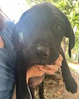Black lab mix, Male, a male Labrador Retriever for sale in Carbondale, IL – 4 of 5