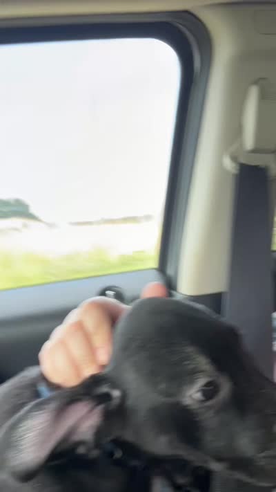 Black Lab Mix Pup, a female Labrador Retriever for sale in Carbondale, IL – 3 of 3