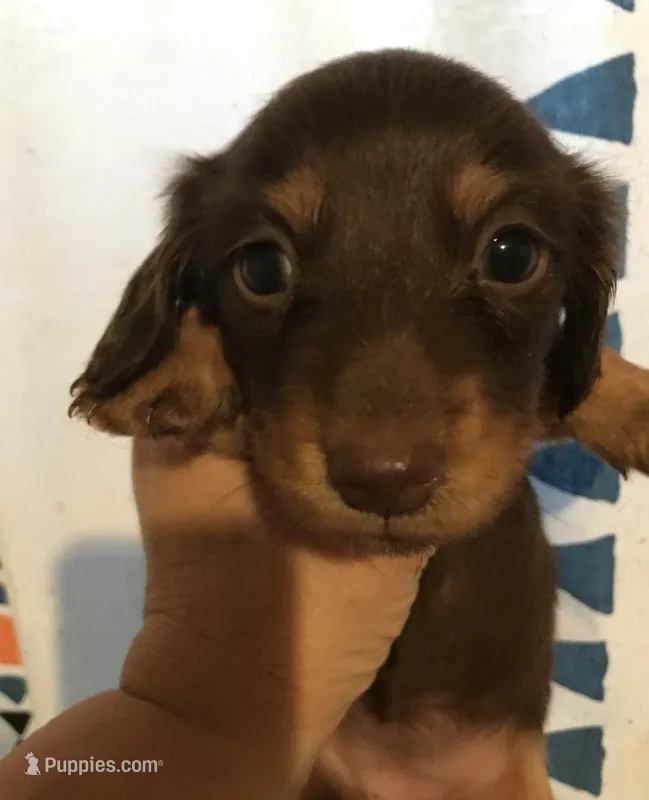 Female 1, a female Miniature Dachshund for sale in Carbondale, IL – Photo 1 of 2