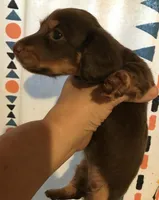 Female 1, a female Miniature Dachshund for sale in Carbondale, IL – Photo 2 of 2