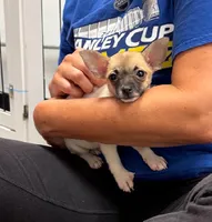 Chihuahua female , a female Chihuahua for sale in Carbondale, IL – 4 of 7