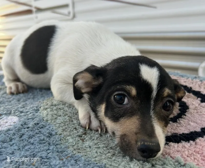 Deer head make chihuahua – Chihuahua puppy for sale in Carbondale, IL