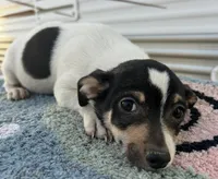 Deer head make chihuahua, a male Chihuahua for sale in Carbondale, IL – Photo 1 of 3