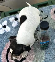 Deer head make chihuahua, a male Chihuahua for sale in Carbondale, IL – Photo 3 of 3