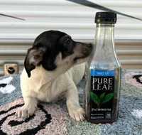 Deer head make chihuahua, a male Chihuahua for sale in Carbondale, IL – Photo 2 of 3