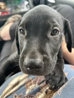Black lab mix, Male, a male Labrador Retriever for sale in Carbondale, IL – 2 of 2
