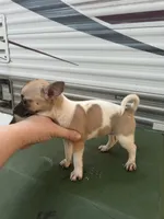 Chihuahua female , a female Chihuahua for sale in Carbondale, IL – 6 of 7