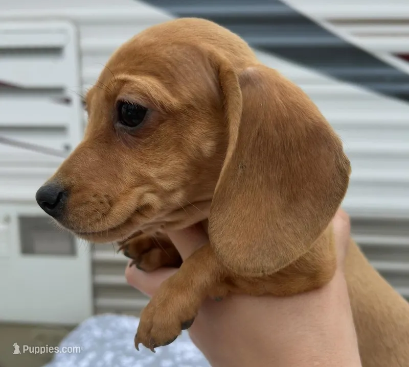 Red/Cream Dapple male – Miniature Dachshund puppy for sale in Carbondale, IL