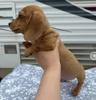 Red/Cream Dapple male, a male Miniature Dachshund for sale in Carbondale, IL – Photo 3 of 4