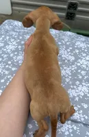 Red/Cream Dapple male, a male Miniature Dachshund for sale in Carbondale, IL – Photo 4 of 4