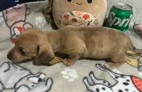 Cream Dapple male, a male Miniature Dachshund for sale in Carbondale, IL – Photo 2 of 3